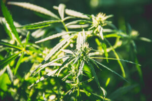 Cannabis and Hemp Regulation in 2026: What Businesses Need to Know 