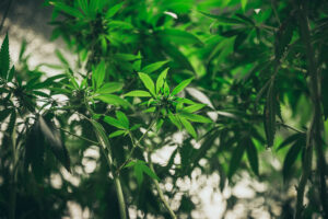 Is CBD Legal? Understanding the FDA’s Position 
