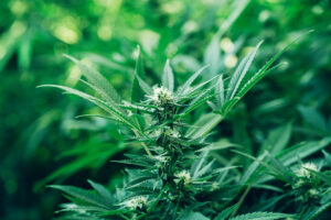 The New Federal Hemp Definition: What Changes in November 2026 